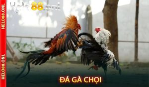 Đá gà chọi