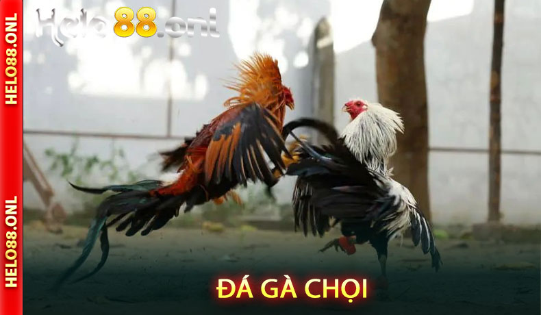 Đá gà chọi