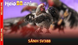 Sảnh SV388
